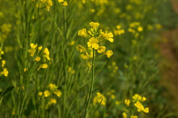 Fototapeta premium Very beautiful bright yellow mustard flowers or canola or rapeseed field in the morning in wintertime in India