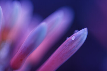macro of a flower