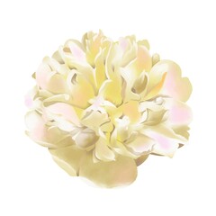 牡丹　線画なし