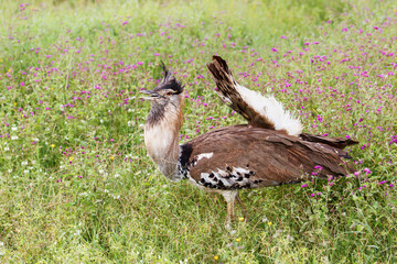 Kori Bustard Male in breeding season with courtship behaviour walking in the Ngorongoro Crater in Tanzania