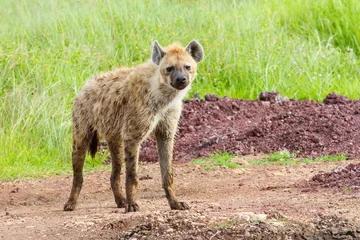 Foto op Plexiglas Spotted hyena standing with a background of green grass in the rainy season in the Ngorongoro Crater in Tanzania © henk bogaard