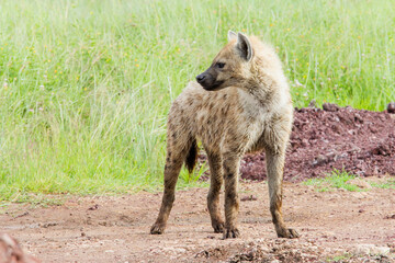 Spotted hyena standing with a background of green grass in the rainy season in the Ngorongoro Crater in Tanzania