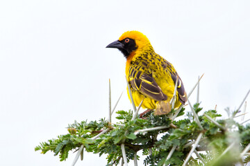 viteline masked weaver (Ploceus vitellinus) sitting on an acacia in the Ngorongoro Crater in Tanzania