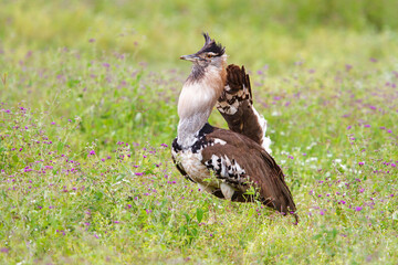 Kori Bustard Male in breeding season with courtship behaviour walking in the Ngorongoro Crater in Tanzania