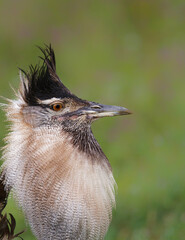 Kori Bustard Male in breeding season with courtship behaviour walking in the Ngorongoro Crater in...