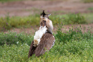 Kori Bustard Male in breeding season with courtship behaviour walking in the Ngorongoro Crater in Tanzania