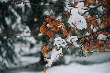 Hojas de abedul marrones con nieve 