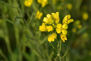 Very beautiful bright yellow mustard flowers are loaded with dew drops in the morning