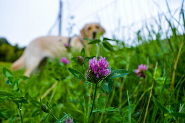 lila Blume vor einem Labrador