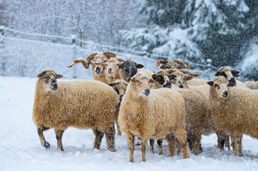 a herd of sheep in winter landscape