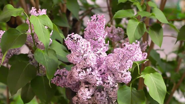 Blooming tender lilac closeup, floral purple pink branch of Lilac bush in spring