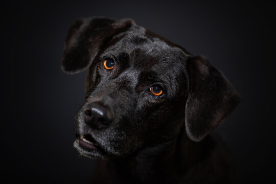 Black dog close up portrait on dark background