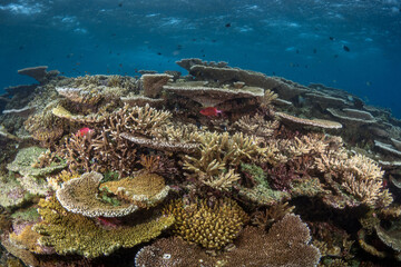 World class pristine healthy hard coral reef 