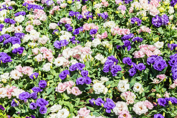 Lisianthus flowers are blooming.