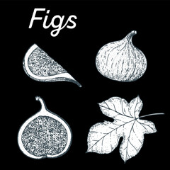 Fig hand drawn vector illustration. Fig sketch. Vector illustration. Black and white.