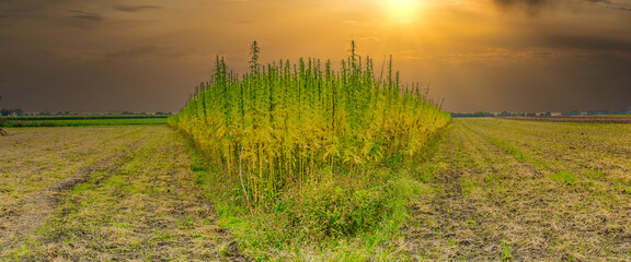 Panoramic agricultural landscape at sunset with a crop of Hemp left in the middle, an ambiguous plant grown for the fibers used for the production of, among other things, rope
