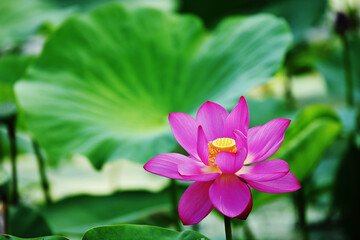 Fototapeta premium beautiful lotus flower close up