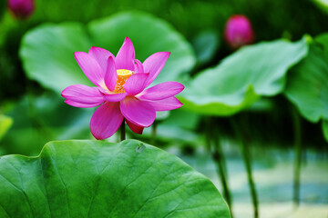 Fototapeta premium beautiful lotus flower close up