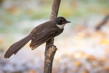 Sunda Pied Fantail or Malaysian Pied Fantail  perched on tree branch.