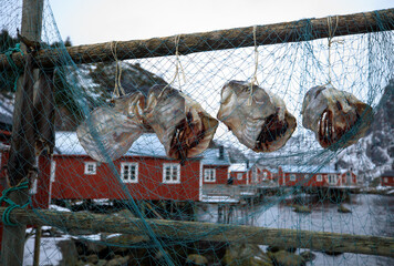 Lofoten Islands. Beautiful landscape. Dried fish close-ups on the background of red houses.