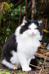 Beautiful long haired cat in the countryside, black and white color