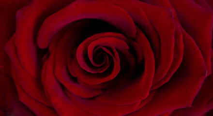 Naklejka premium Banner.Close up view of red rose petals covered with water drops. St. Valentine's concept. St.Valentine's card