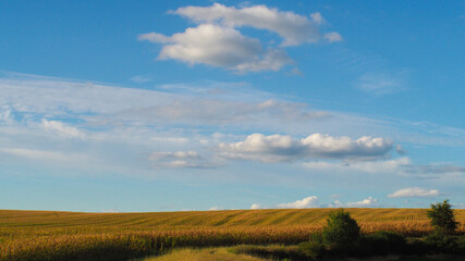 Fototapeta na wymiar Paysage gersois tout en relief, composé de champs de maïs à perte de vue
