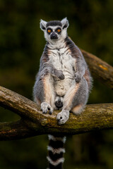 Maki zittend op tak.