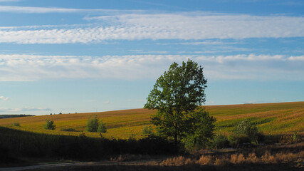 Obraz premium Paysage gersois tout en relief, composé de champs de maïs à perte de vue