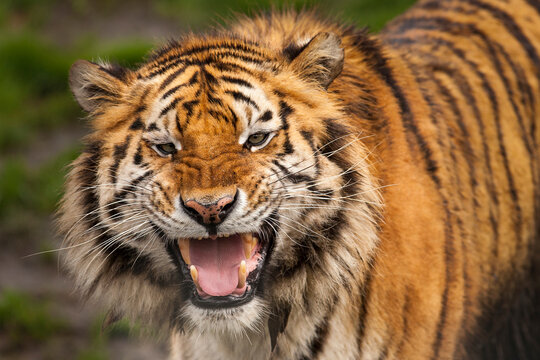 Grommende tijger.