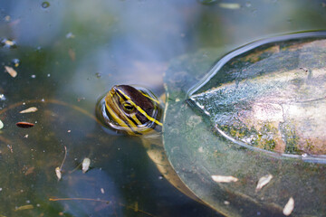 Image of Yellow-headed Temple Turtle in the water. Reptile. Animals.