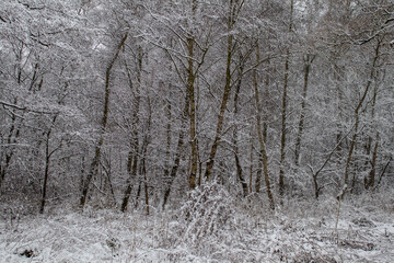 snow covered trees
