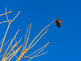 last leaf