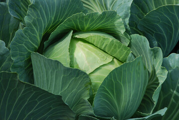 Obraz premium Cabbage