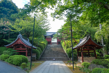 Fototapeta premium 護国寺 不老門