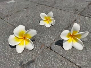 frangipani flowers on the floor