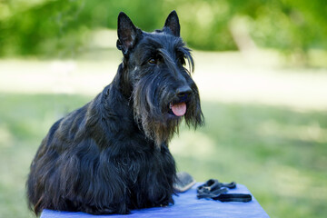 Black Scotch Terrier posing on the green grass in the park