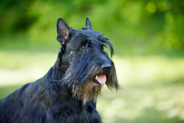 Black Scotch Terrier posing on the green grass in the park