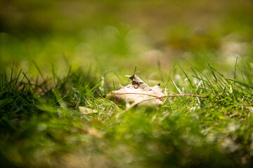 dry leaf on the green grass