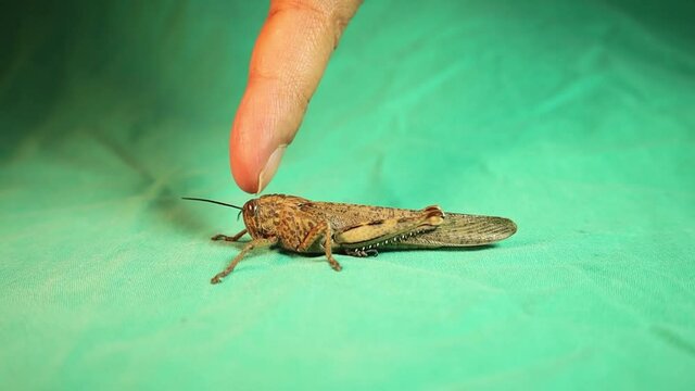 grasshopper. Biology teacher explains insect parts. Head, Thorax, Abdomen. 6 legs. Basic insect morphology. grasshopper isolated on green background. entomology. Insect camouflage. beautiful bug, bugs