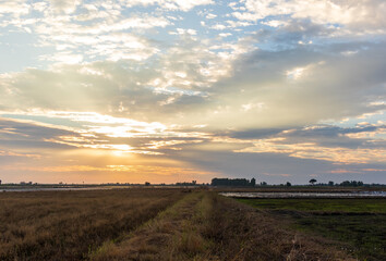 Rice fields that are both harvested and just started to grow rice fields in the morning.