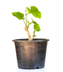 Gourd Green tree in a pot isolated on white background.