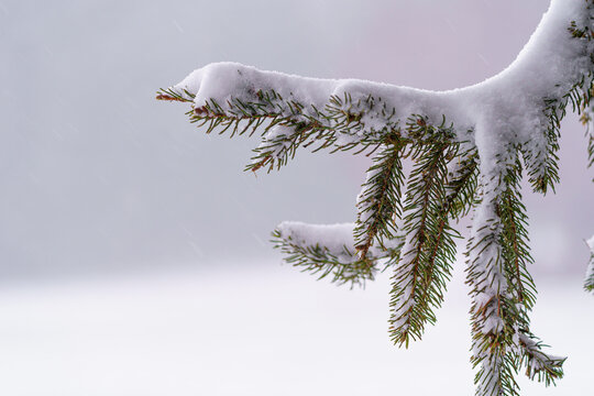 Twig of Spruce needles with snow