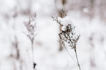 dry graceful tall brown grass on which snow lies, close-up
