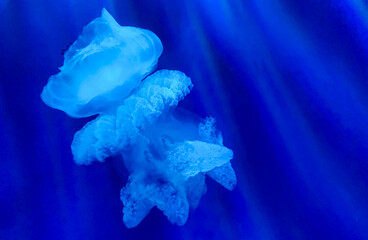 dance of the jellyfish