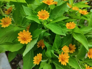 yellow flowers in the garden