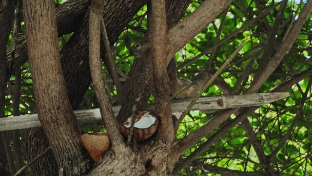 fluffy chipmunk sits on a tree branch and eats coconut
