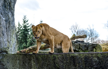 lion in the zoo