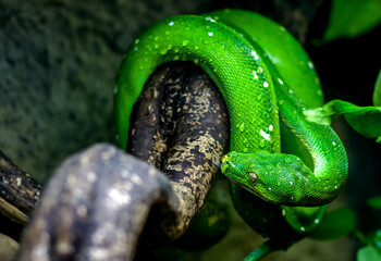 green snake