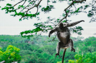Silver Leaf Monkey